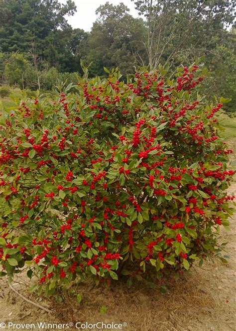 Little Goblin Red Winterberry Holly Ilex Verticillata