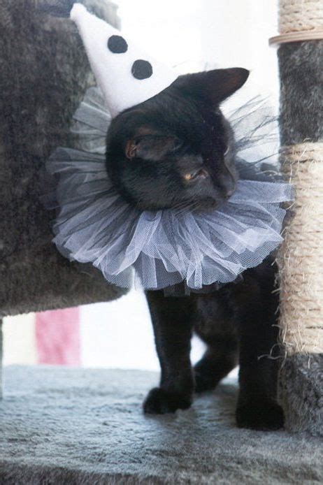 These Cat Halloween Costumes Are So Cute Cat Halloween Costume Pet