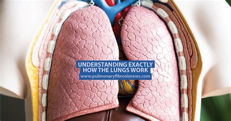 Understanding Exactly How The Lungs Work Respiratory Respiratory