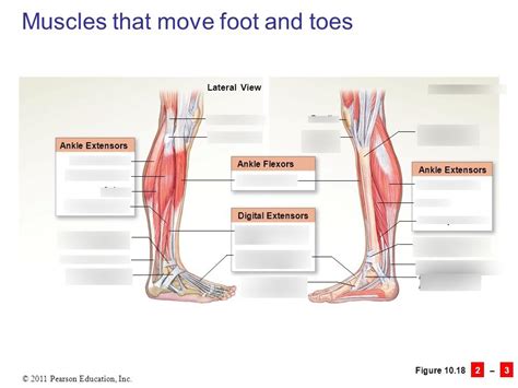 Muscles That Move The Foot And Toes Lateral And Medial Diagram Quizlet