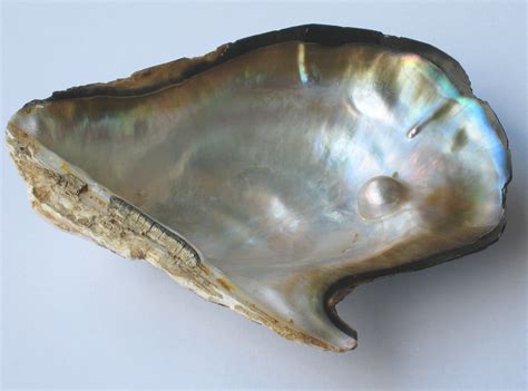 Filepearl Oyster
