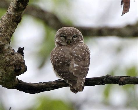 25 Lovable Pictures Of Baby Owls