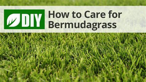 How To Take Care Of Bermuda Grass Theatrecouple12