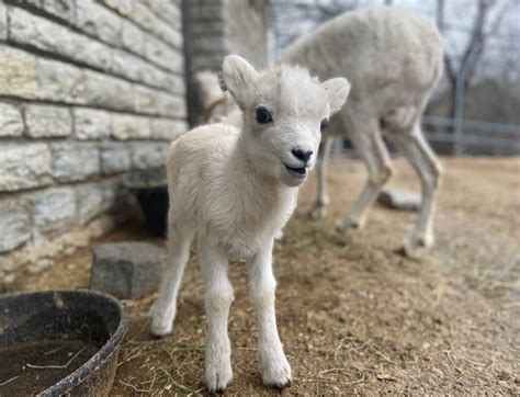 Como Welcomes Baby Dalls Sheep And How You Can Help Name Him Como Zoo