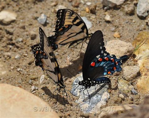 Pipevine Swallowtail Puddling With Eastern Tiger Swallowtails Battus