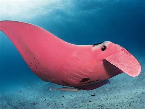 Rare Pink Manta Ray Spotted Near Australias Lady Elliot Island Smart