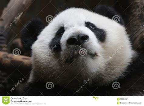 Close Up Giant Panda Fluffy Face China Stock Image Image Of