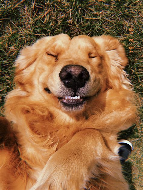 Smiling Golden Doggie Dogs Golden Retriever Smiling Dogs Golden