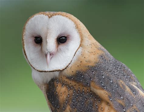 Barn Owl Species