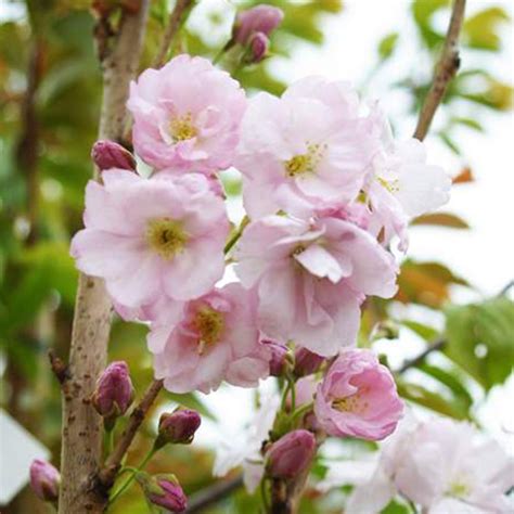 Prunus Amanogawa Japanese Flowering Cherry Ornamental Garden Tree 5 6ft 5051641437217 Ebay