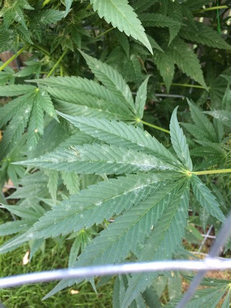 Eye protection while the white powder often found on basement walls and mold are caused by similar conditions, they are actually different materials. White powdery mildew? | Grasscity Forums - The #1 ...