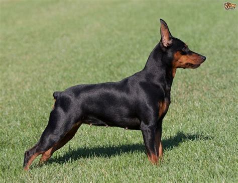 Miniature Pinscher Dogs Breed Facts Highlights And Buying Advice