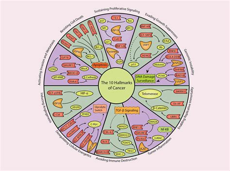 Proteasomes are part of a major mechanism by which cells regulate the concentration of particular. Ubiquitin Proteasome System