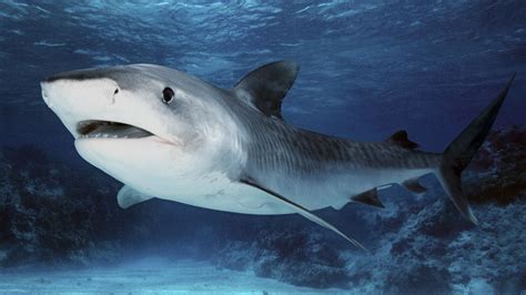 Online Crop Gray Shark Shark Animals Hd Wallpaper Wallpaper Flare