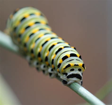 Número de identificação do vídeo 1057145234. caterpillar | tail end | dan | Flickr