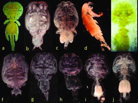 Images Of Some Of The Parasitic Copepod Species Reported In This Study
