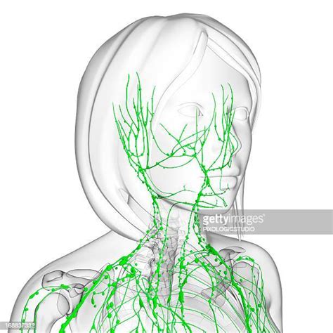 Lymphatic System Stock Fotos Und Bilder Getty Images