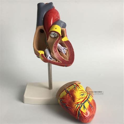 1 1 Human Heart Anatomical Model Medical Cardiology Heart Anatomy