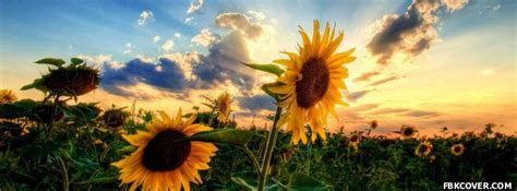 Check spelling or type a new query. Sun Flowers Facebook Covers - Facebook Covers Photos ...