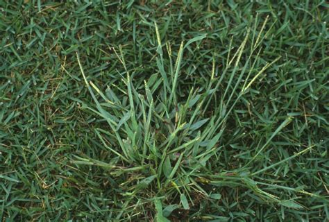 All About Crabgrass