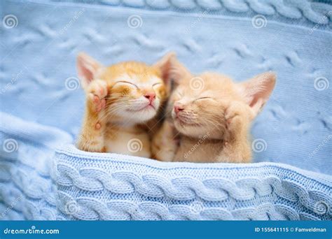Baby Cat Ginger Kitten Sleeping Under Blanket Stock Image Image Of