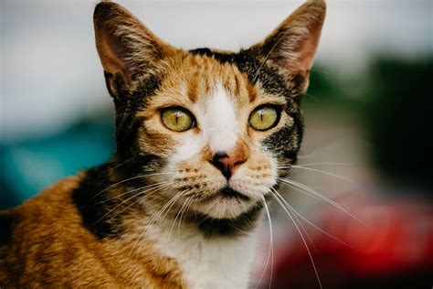 In kittens, changing from yellow to green. The Peculiar Case of Cat Eye Colors | BASEPAWS | Eye ...