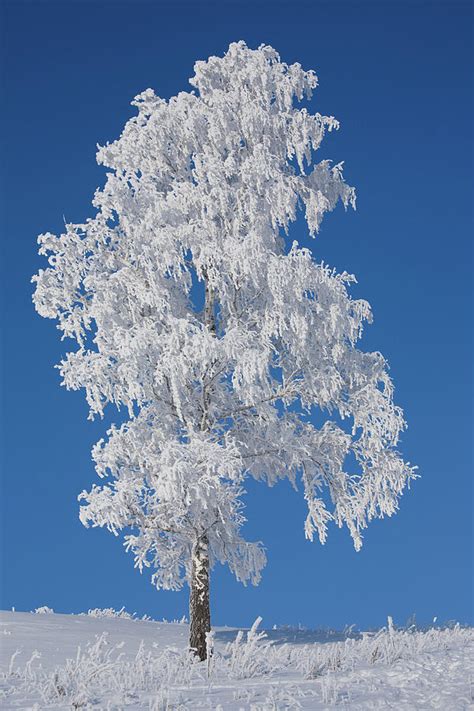Birch Tree In Winter Asking List