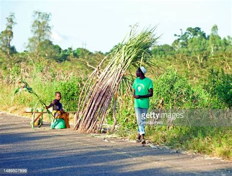 Malawi Sugar Photos And Premium High Res Pictures Getty Images
