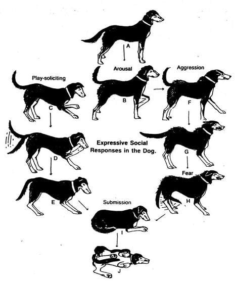 What A Dogs Tail Tells You Why Do Dogs Wag Their Tails