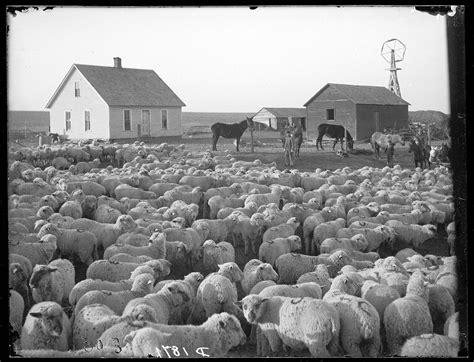 Sheep Farm Nebraska 1904 Big Picture Agriculture