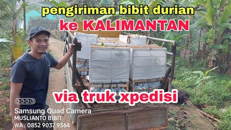 Kirim Bibit Durian Ke Kalimantan Via Truk Expedisi Youtube