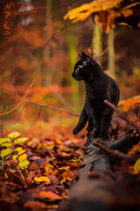 71 Best Cats Of Autumn Images On Pinterest Black Cats Kitty Cats And