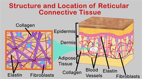 Reticular Connective Tissue Bodytomy