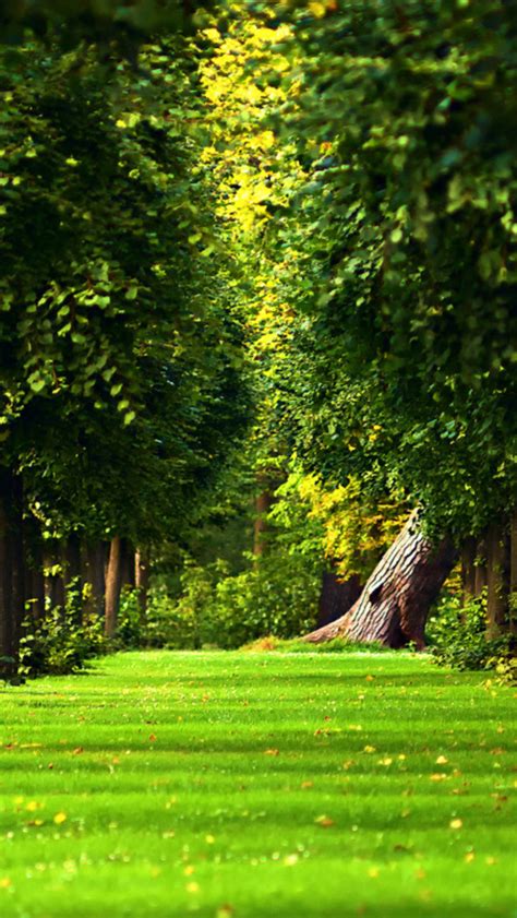 Free Download Beautiful Green Path In The Forest Hd Nature Wallpaper