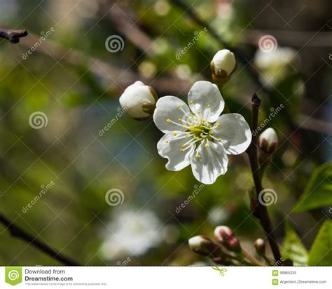 Blossom Of Cherry Tree With Bokeh Background Close Up Selective Focus
