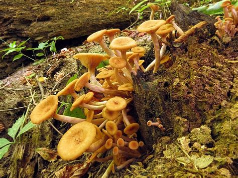 20 Fresh Armillaria Tabescens Ringless Honey Mushroom Dowels Etsy