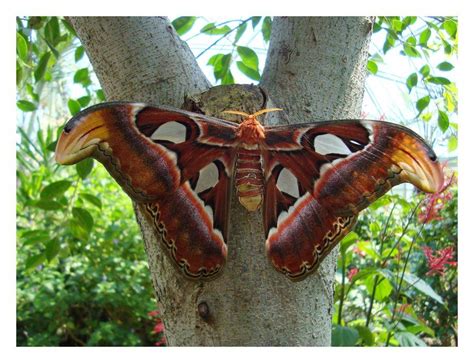 Really Big Butterfly By LukasB On DeviantART Big Butterfly Butterfly Atlas Moth