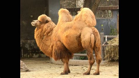 Pics of camels  YouTube