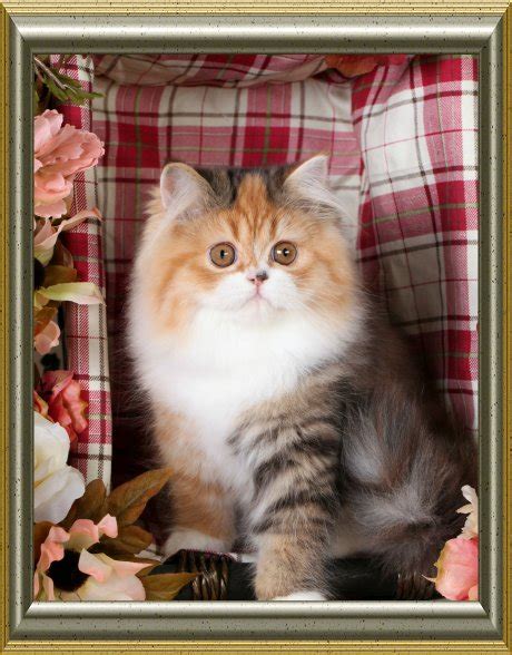 Get a ragdoll, bengal, siamese and i have a bengal/persian kitten available. Calico Kittens Photo Gallery - Doll Face Persian ...