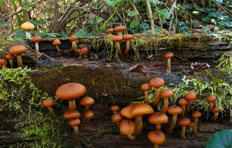 Fantastic Fall Fungi Study And Search For Fall Mushrooms With An