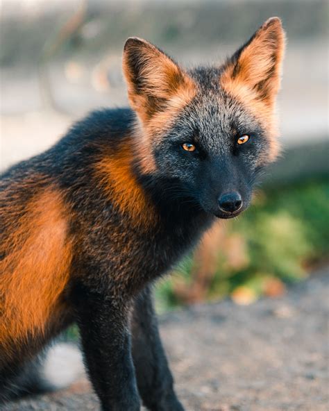 Uniquely Orange And Black Fox Strikes A Pose For Friendly Photographer