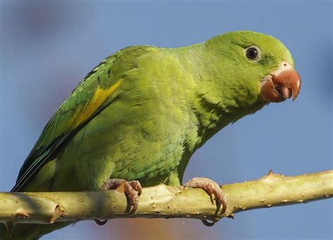 20 Green Birds In Florida To Enchant Birdwatchers Sonoma Birding