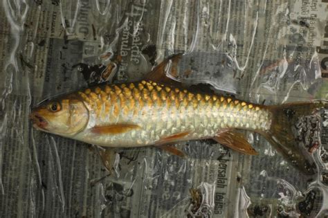 Xgunner: Kenali ikan air tawar Malaysia (siri 1)
