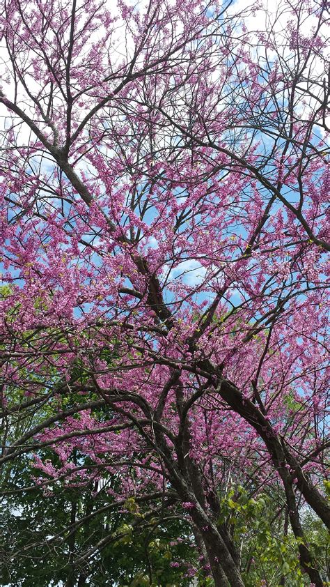 Names Of Pink Flowering Trees Prunus Accolade Buy Pink Flowering