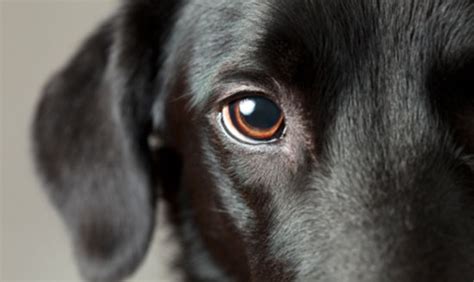 Glaucoma In Dogs Albuquerque Vetco