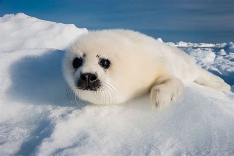 Harp Seal Pup Found Dead With Plastic In Its Stomach In Scotland