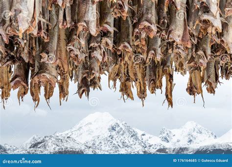 Dry Cod Fish In Norway Fisherman Village Stock Image Image Of Code