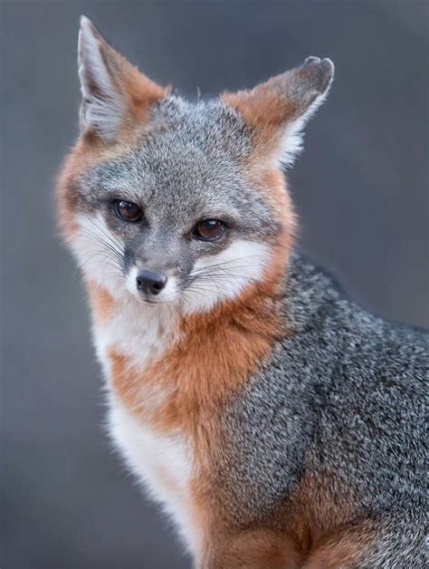 The Beauty Of Wildlife — Grey Fox In Grey By © Tinmanlee Animalitos