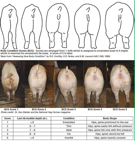 Lactating Swine Nutrient Recommendations And Feeding Management Pork
