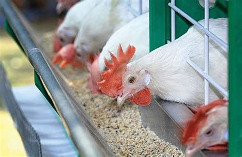 Factors Affecting Feed Intake Of Chickens Gopoultry